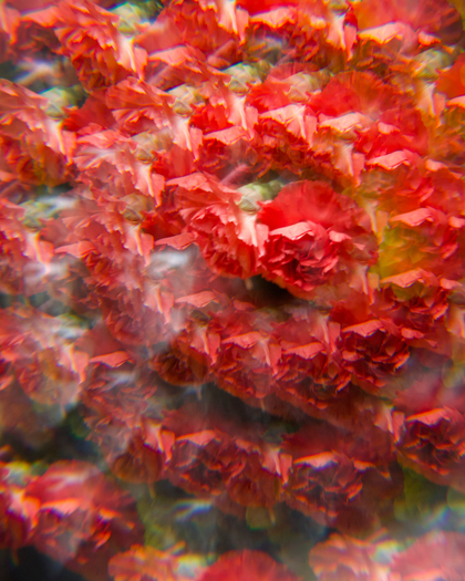 Dr. Maya's Ultimate Valentine's Day Sale