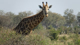 Clarity (Giraffe) Quantum Drops