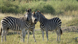 Authenticity (Zebra) Quantum Drops