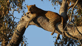 Intuition (Leopard) Quantum Drops