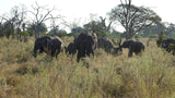 Abundance (Matriarch Elephant) Quantum Drops