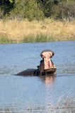 Boundaries (Hippo) Quantum Drops
