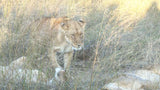 Prowess (Lioness) Quantum Drops