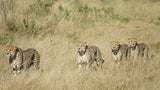 Focus (Cheetah) Quantum Drops