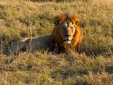 Sovereignty (Lion) Quantum Drops