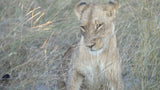 Prowess (Lioness) Quantum Drops